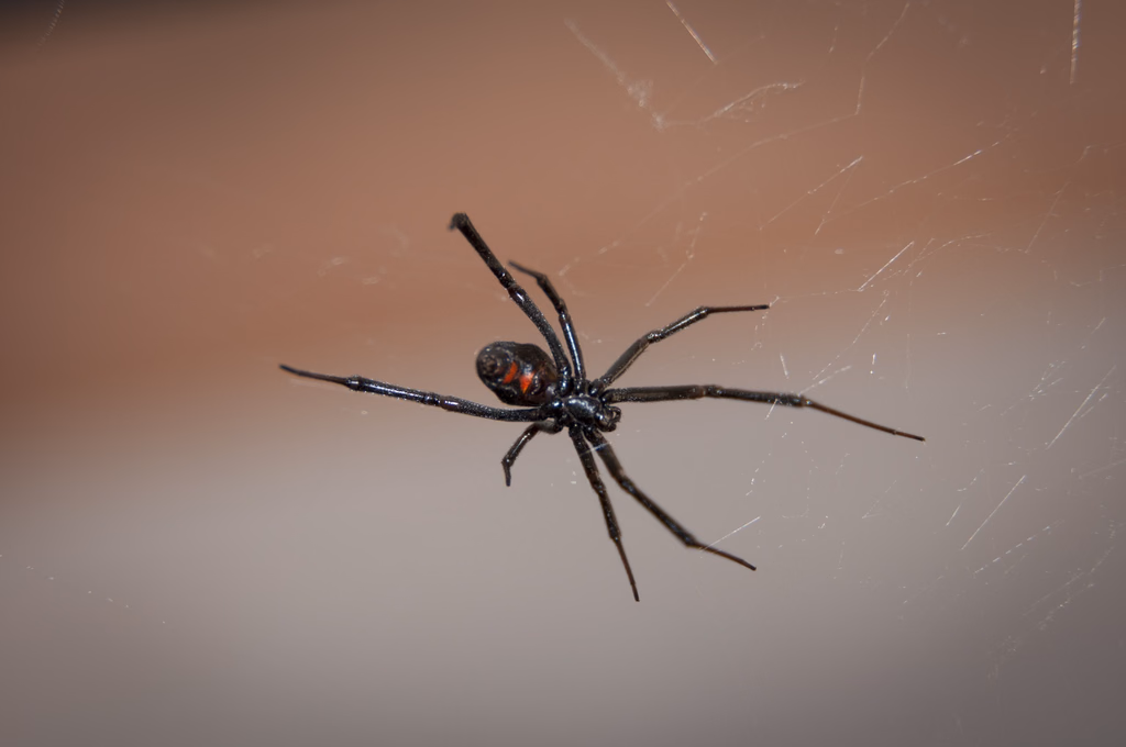 A black widow spider, identified by the red marking on its abdomen