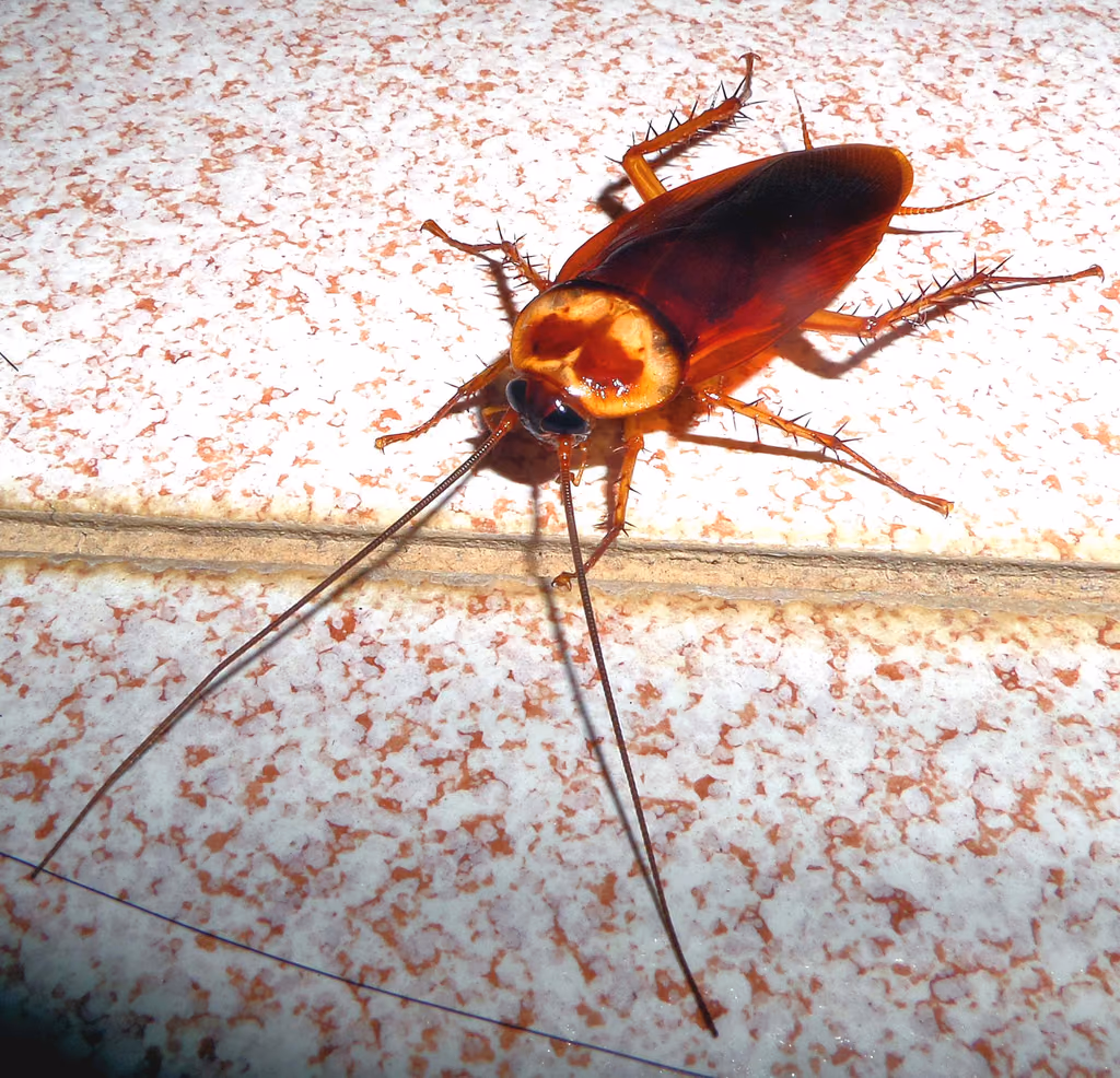 A cockroach on a surface, the type of pest B's treats near Reno