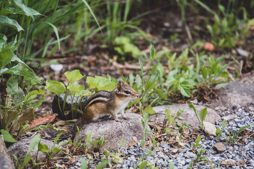 A chipmunk on rocks among low plants