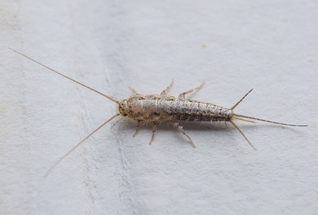 A silverfish, a wingless insect with a tapered, scale-covered body